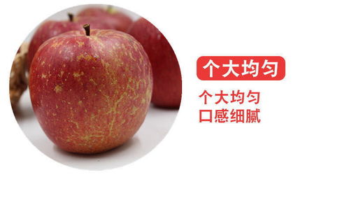 大涼山鹽源丑蘋果 冰糖心紅富士，應季脆甜新鮮直達